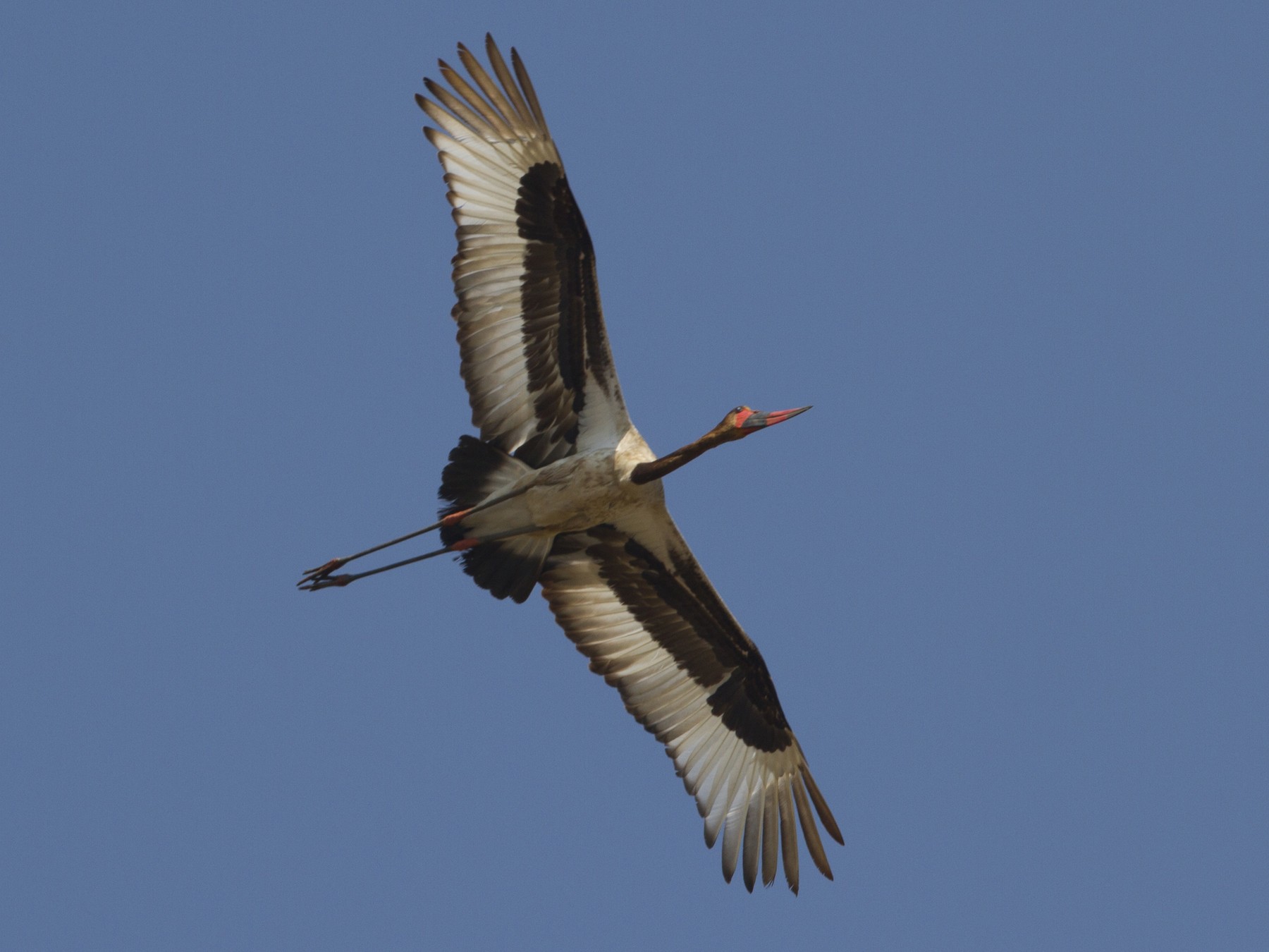 Saddle-billed Stork - Marco Valentini