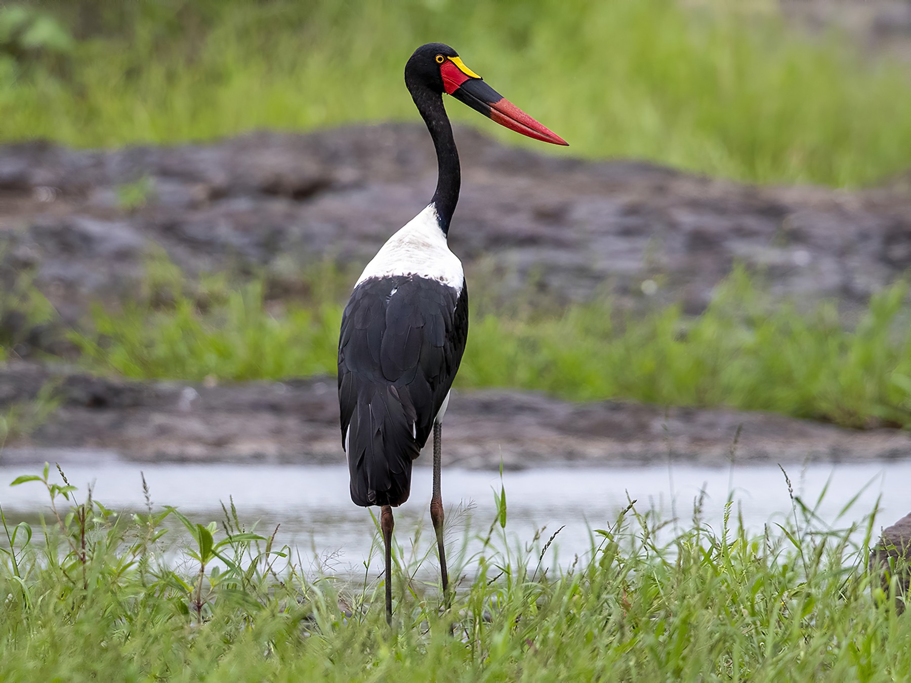 Saddle-billed Stork - Niall D Perrins