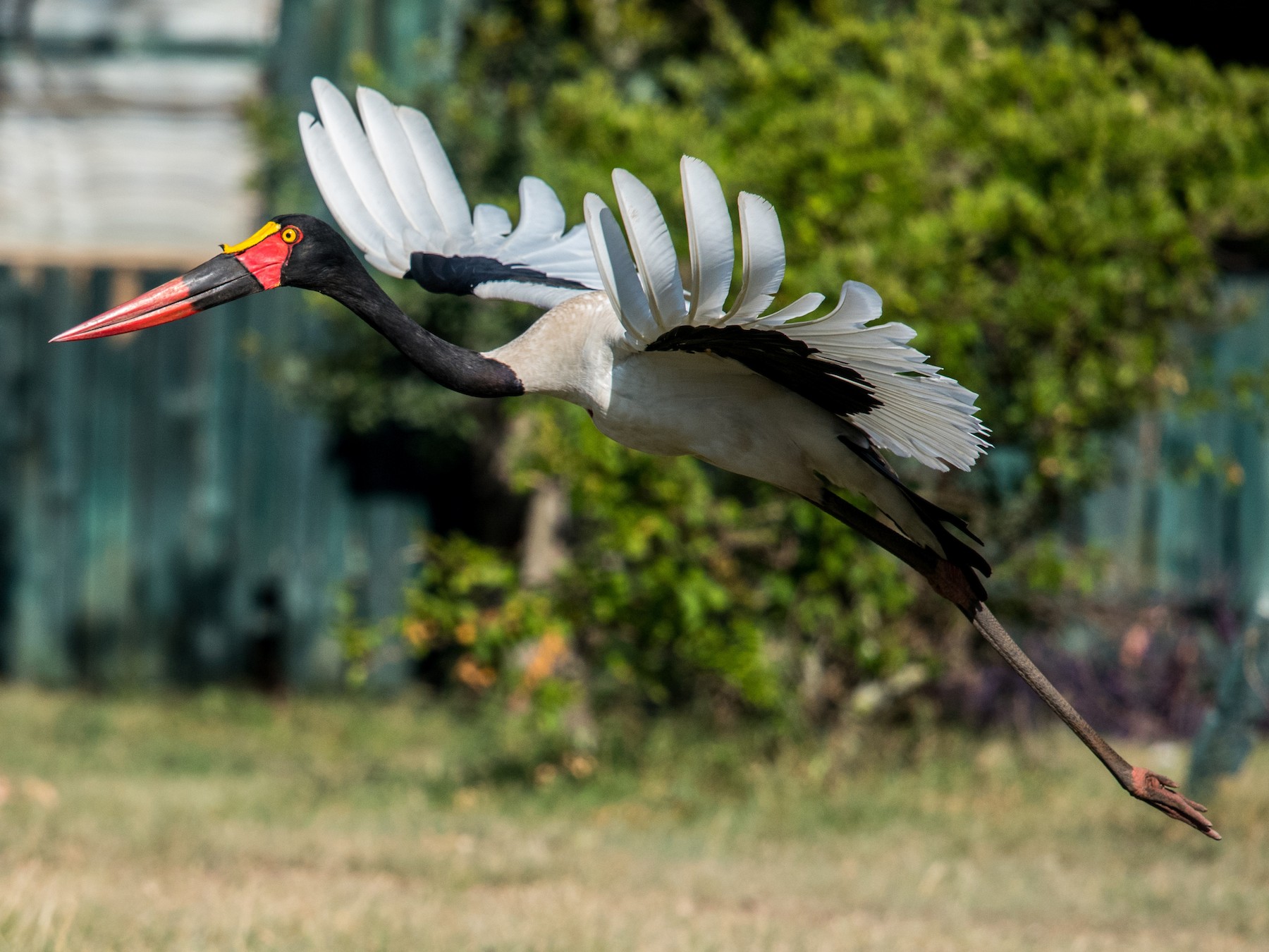 Saddle-billed Stork - Sundar Cherala