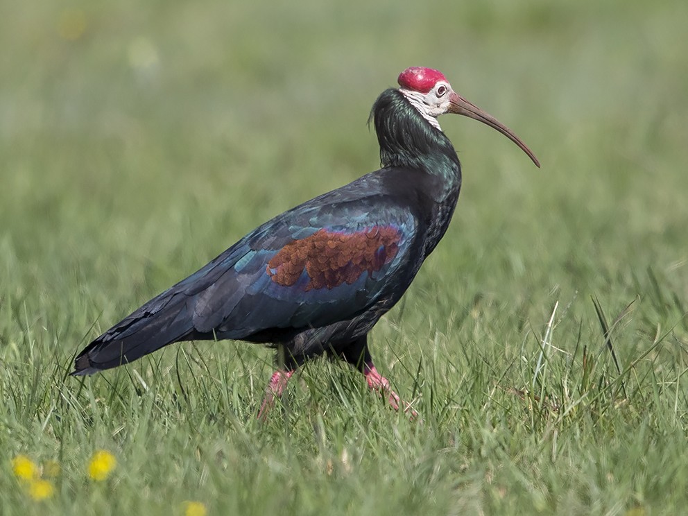 Southern Bald Ibis - Niall D Perrins