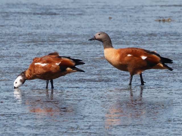Male and female - South African Shelduck - 
