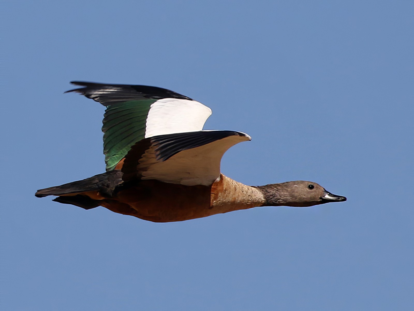 South African Shelduck - Charley Hesse TROPICAL BIRDING