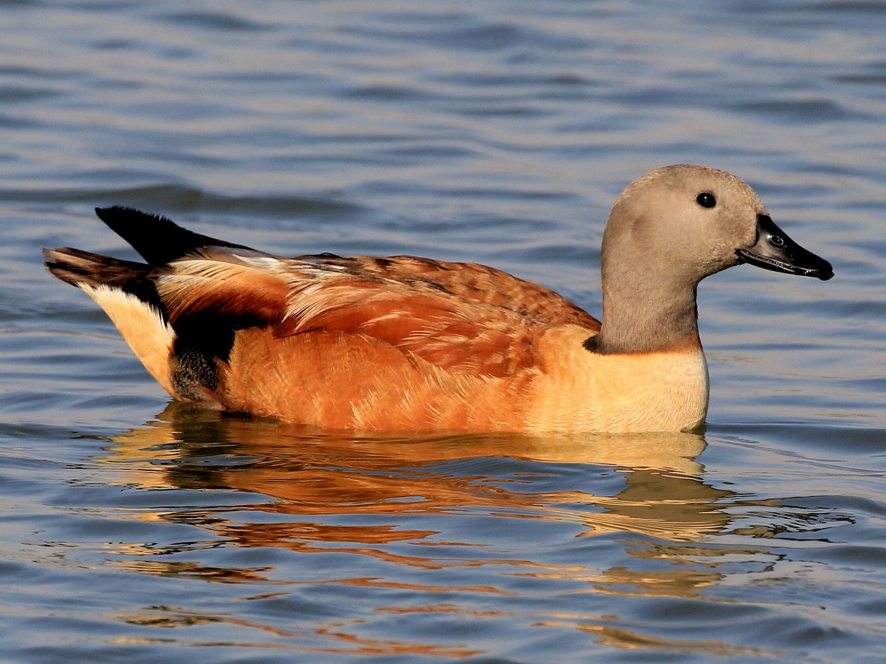 South African Shelduck - Patrick MONNEY