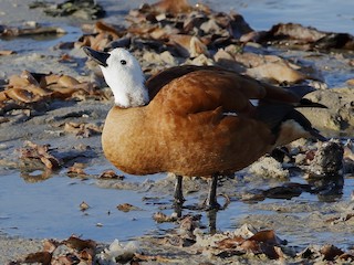 ネズミガシラツクシガモ - eBird