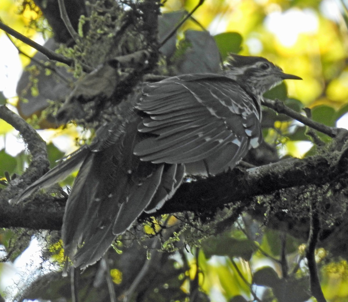 Pheasant Cuckoo - Danilo Moreno
