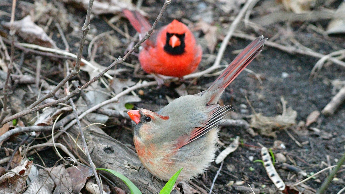 Northern Cardinal - Gloria 🕊
