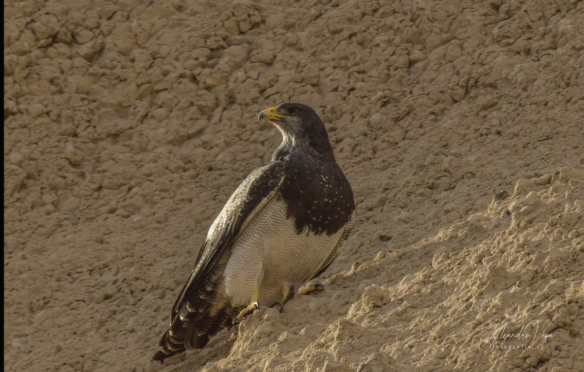 Black-chested Buzzard-Eagle - alejandro vega
