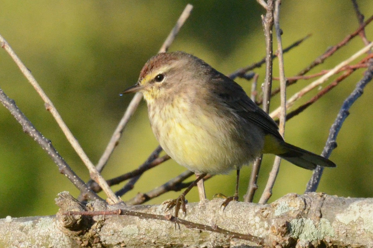 Palm Warbler - Andrew Dobson