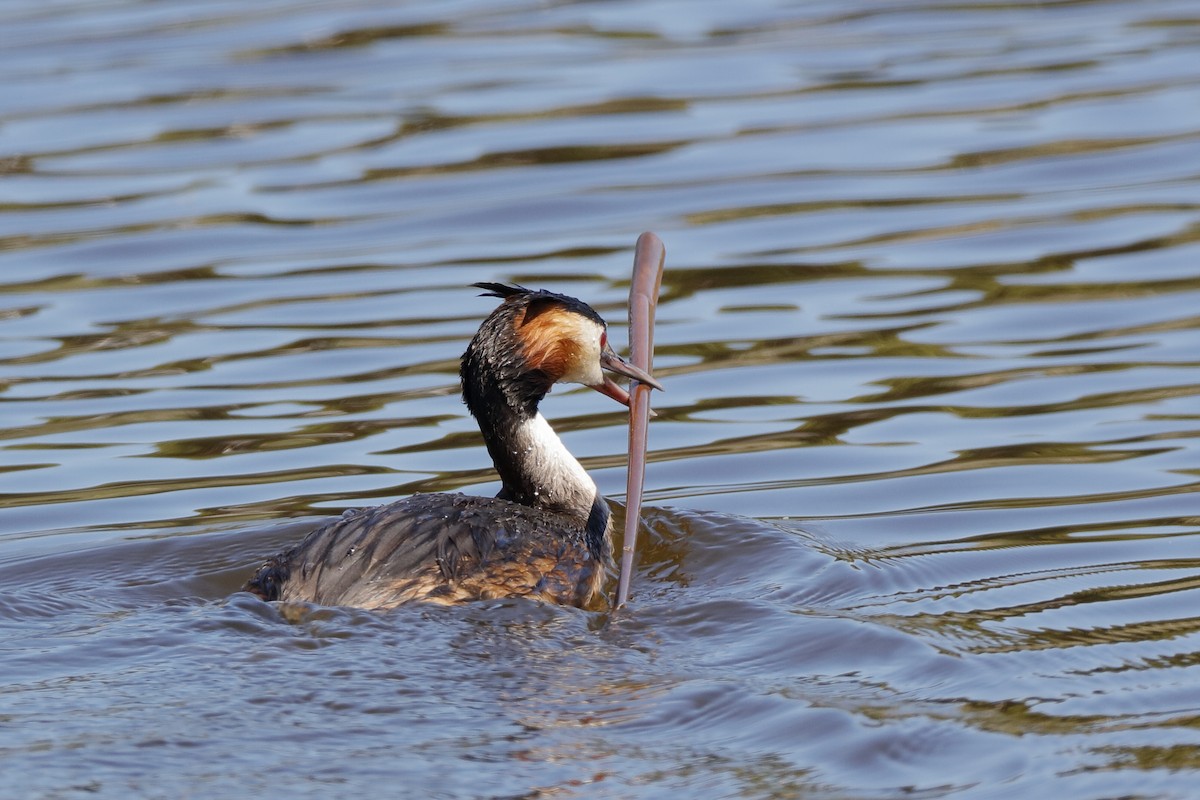 Great Crested Grebe - ML220933791