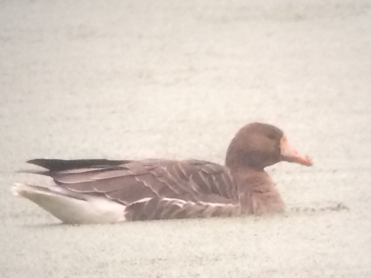 Greater White-fronted Goose - ML220936531