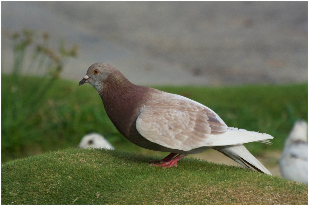 Rock Pigeon (Feral Pigeon) - ML22094131