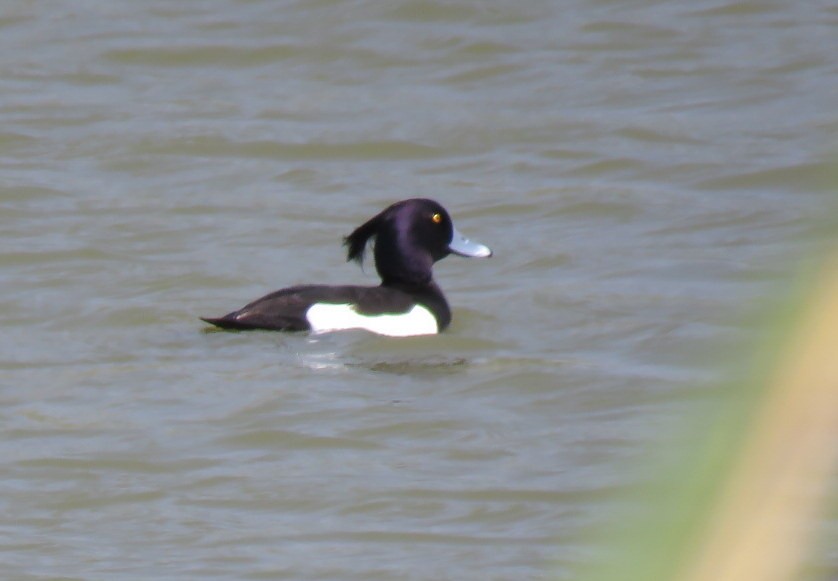 Tufted Duck - ML220942971