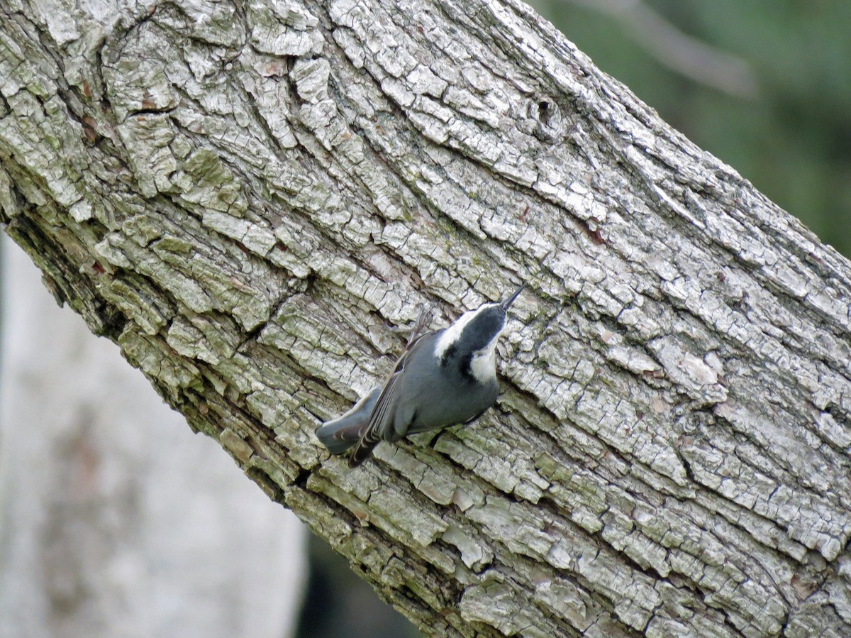 White-breasted Nuthatch - ML220945601