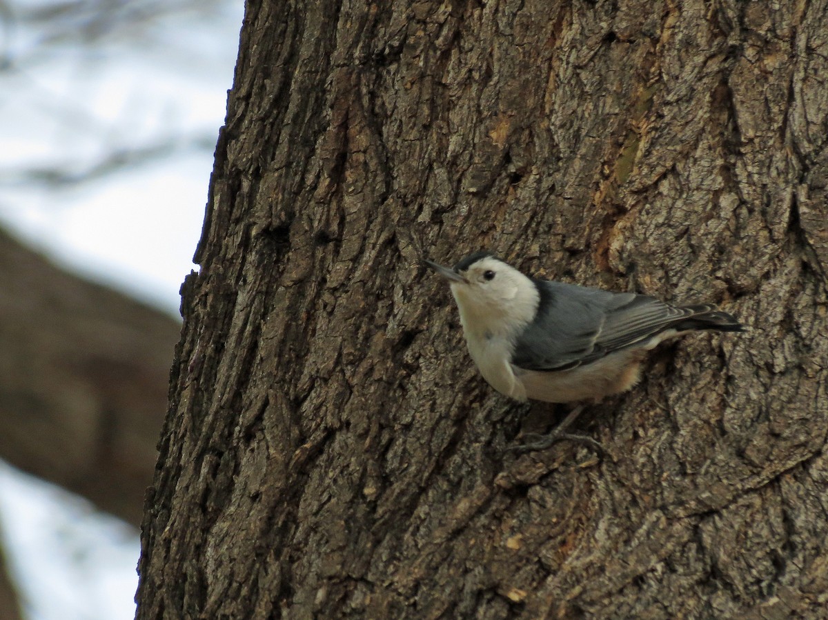 White-breasted Nuthatch - Brian Daniels