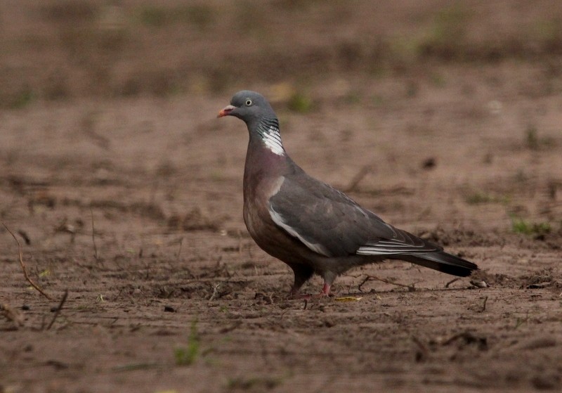 Common Wood-Pigeon - Kris Webb