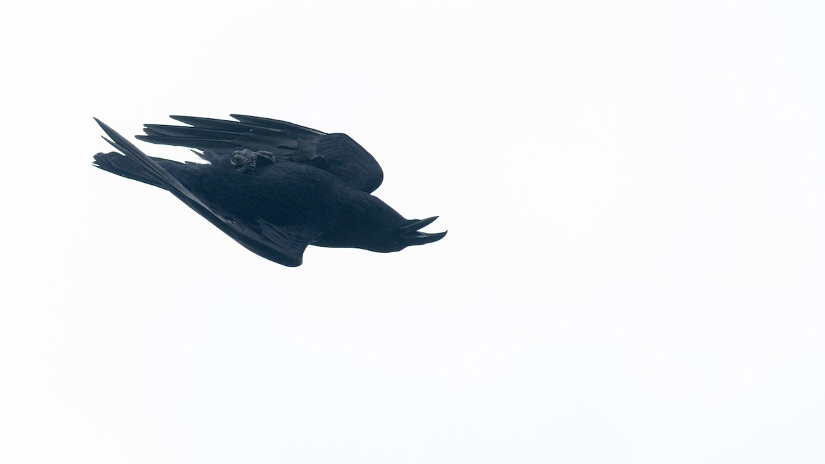 Common Raven - Fyn Kynd