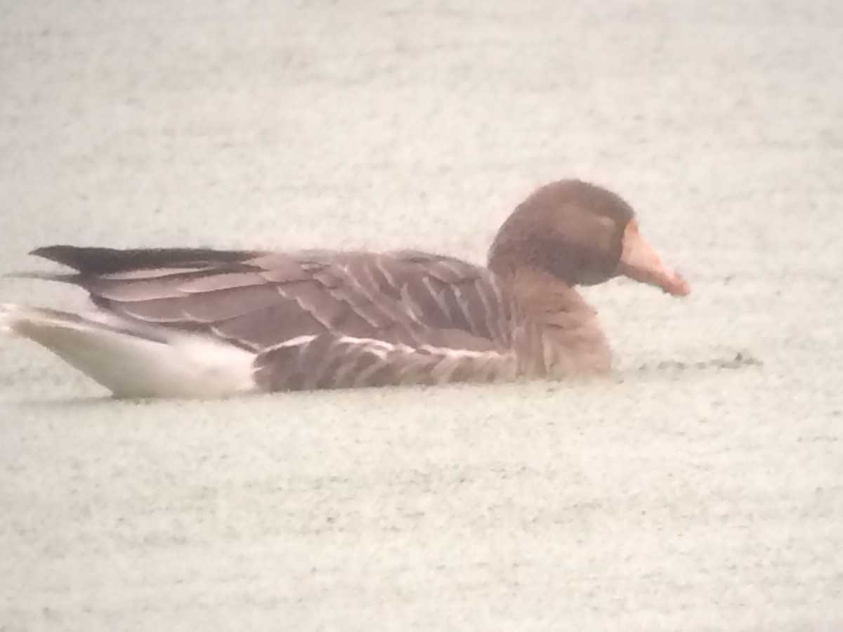 Greater White-fronted Goose - ML220947711