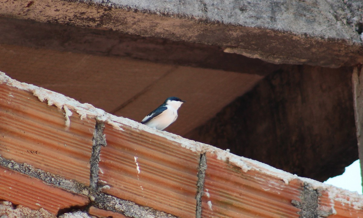 White-winged Swallow - ML220950441