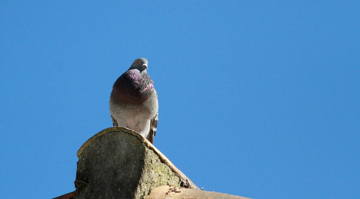 Rock Pigeon (Feral Pigeon) - ML22095211