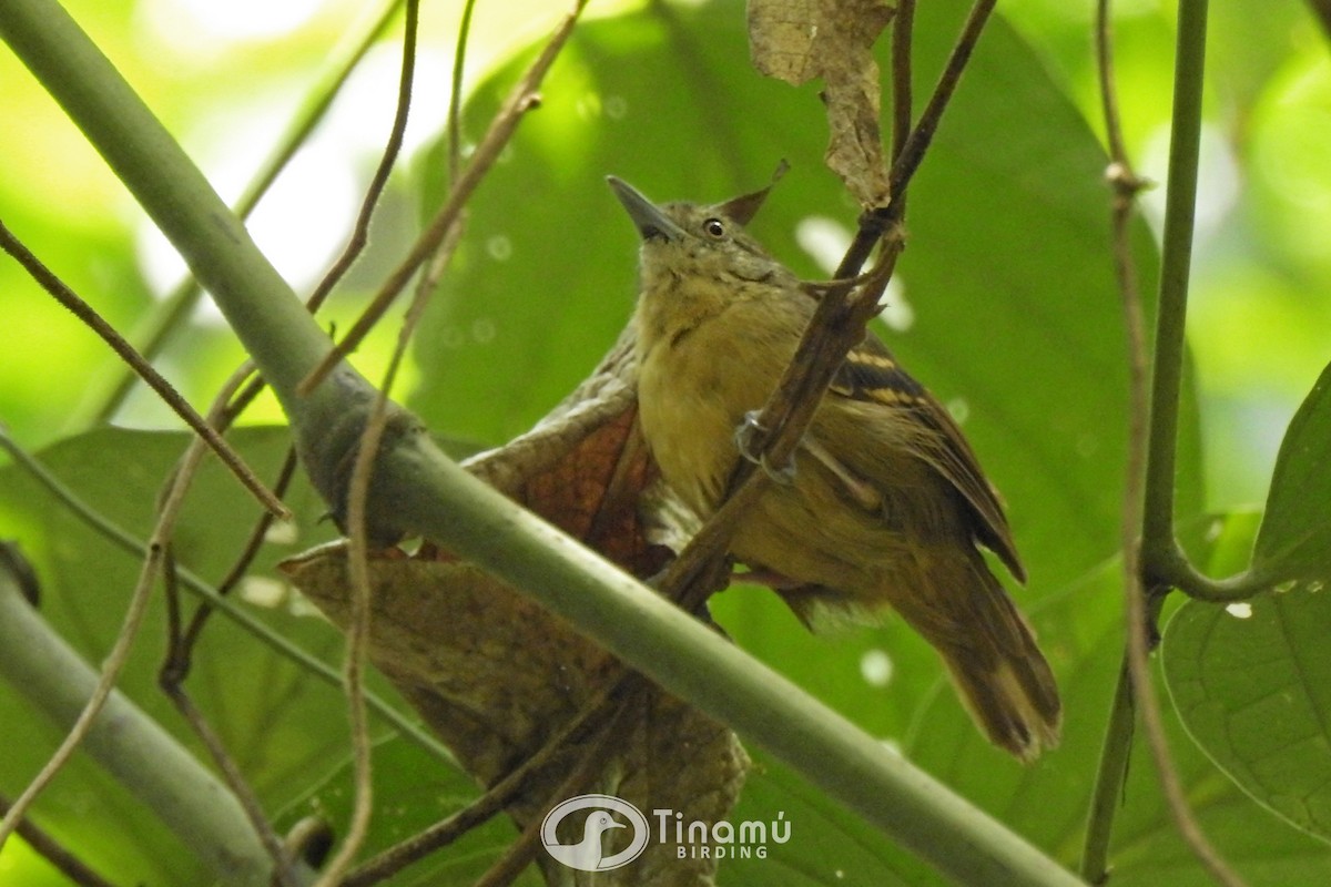 Checker-throated Stipplethroat - Tinamú Birding Nature Reserve