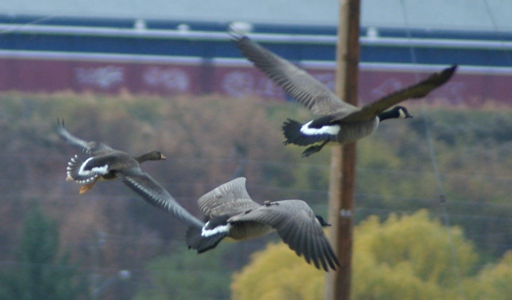 Greater White-fronted Goose - ML220955781