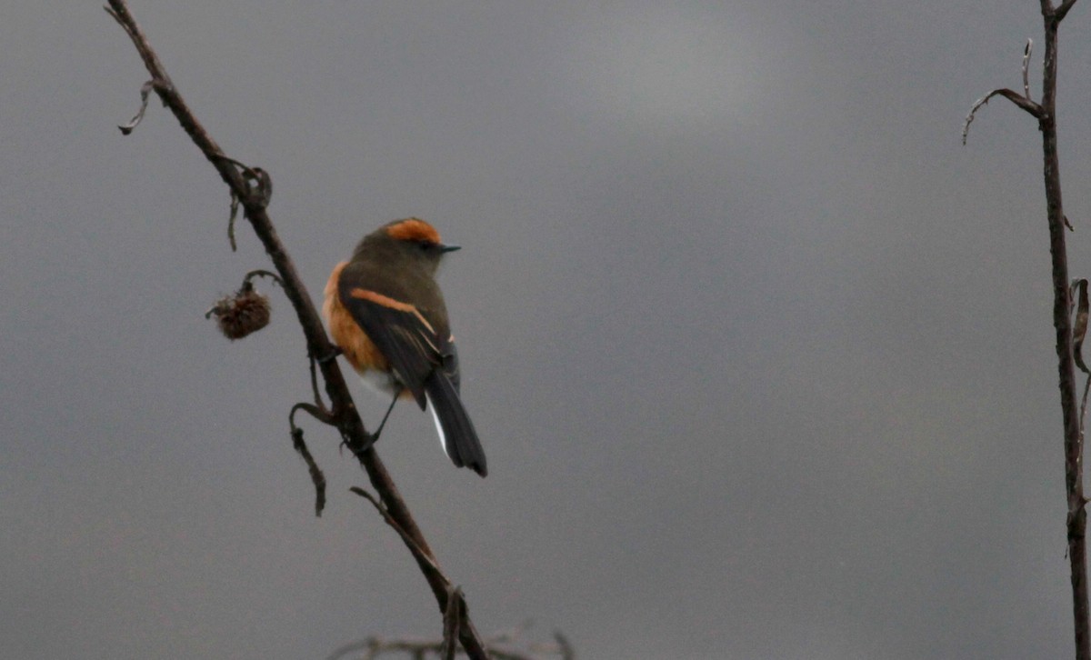 Rufous-browed Chat-Tyrant - ML22095631