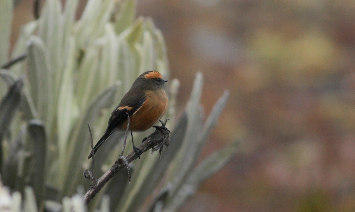 Rufous-browed Chat-Tyrant - ML22095661