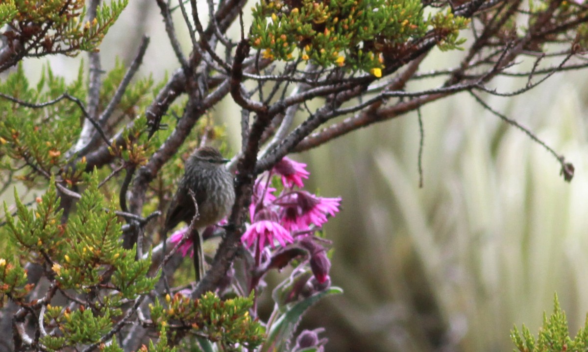 Andean Tit-Spinetail - ML22095841