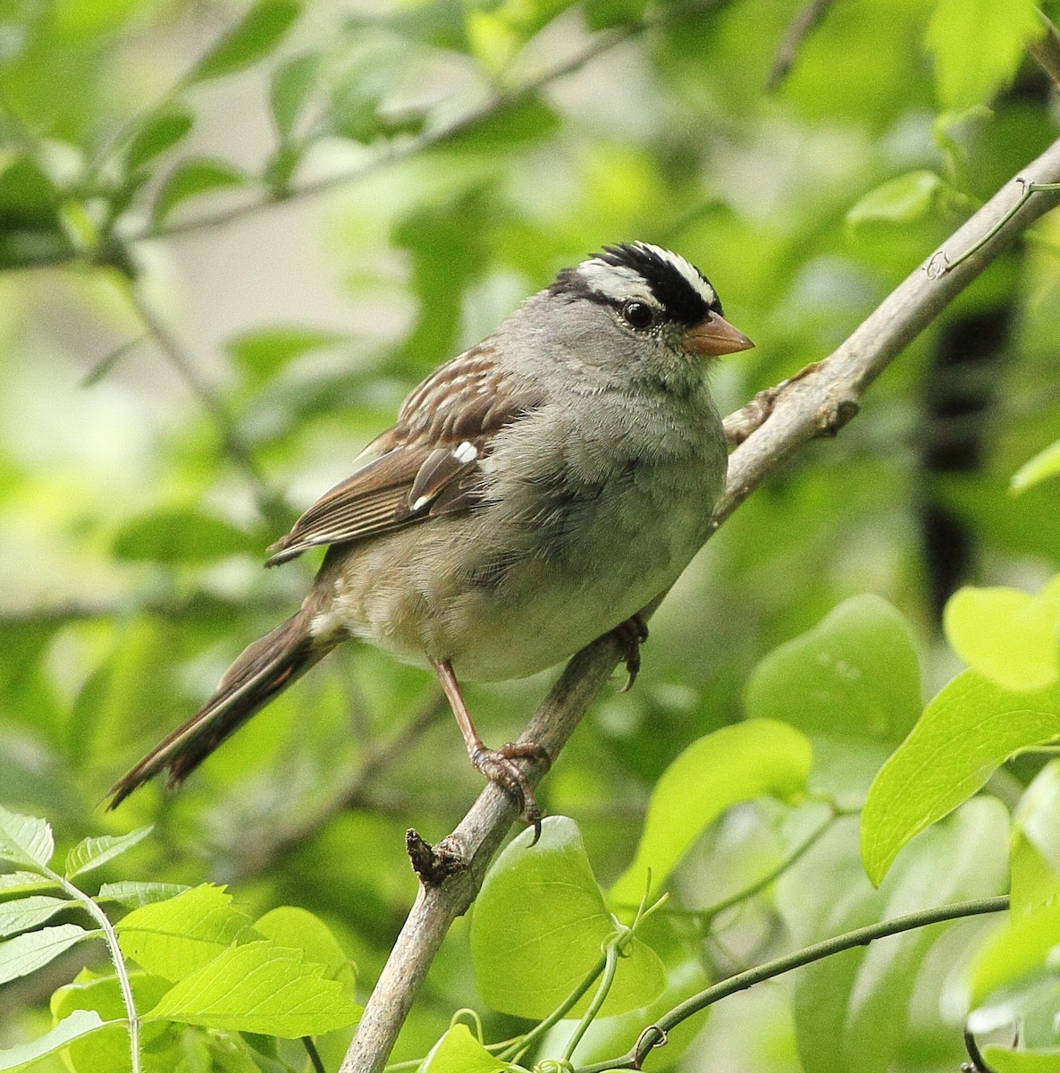 White-crowned Sparrow - ML220960981