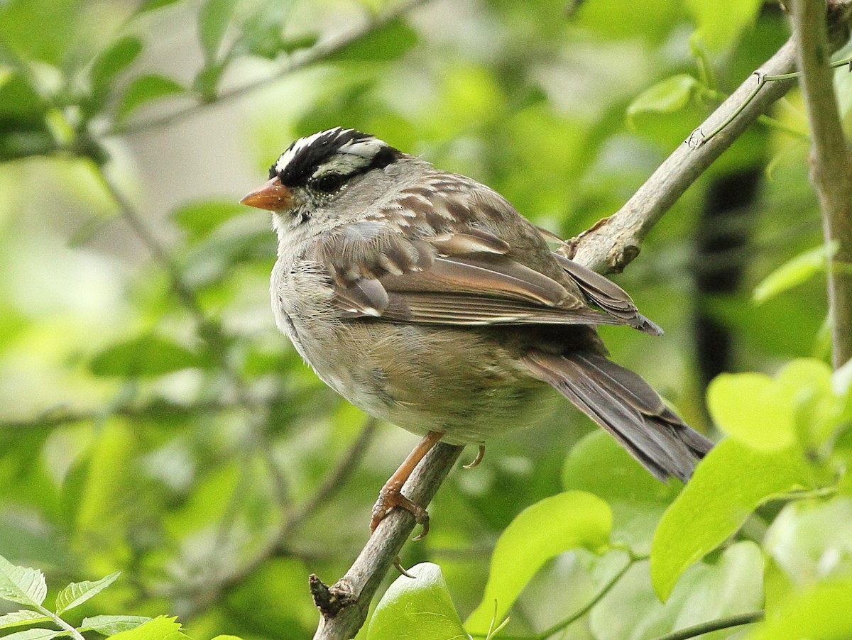 White-crowned Sparrow - ML220961041