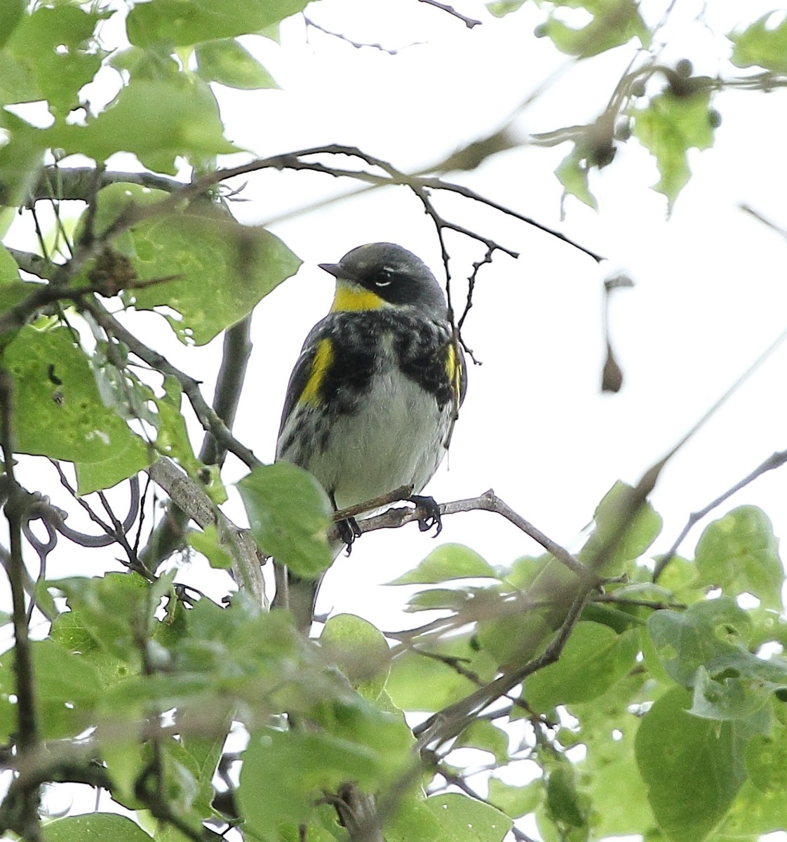 Yellow-rumped Warbler (Audubon's) - ML220961461