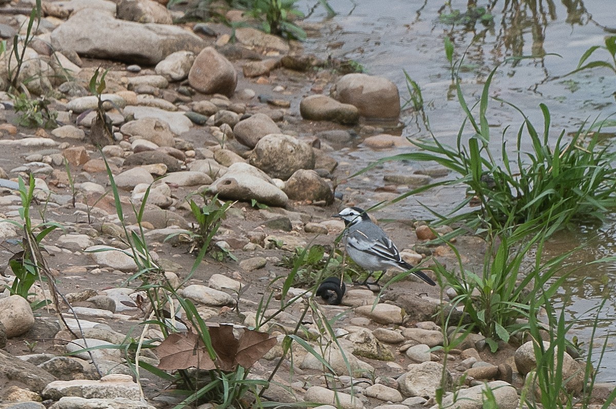 White Wagtail - T. Jay Adams