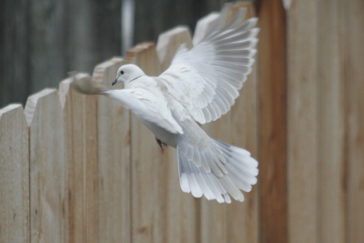 Eurasian Collared-Dove - Peter Pyle