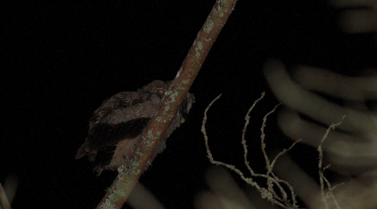 Rufous-banded Owl - ML22096301