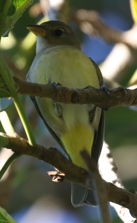 Western Tanager - ML22096321