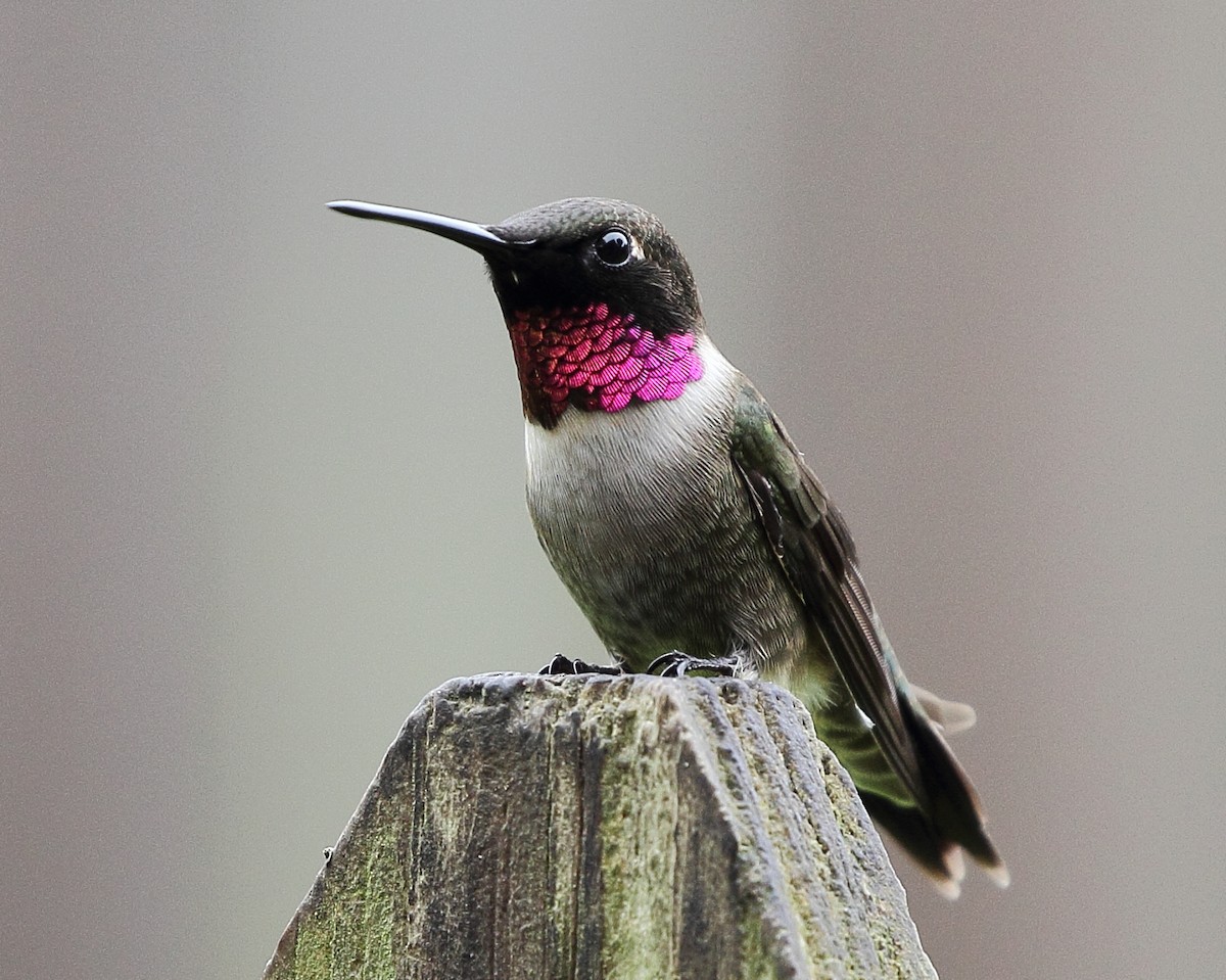 Ruby-throated Hummingbird - Jason Leifester