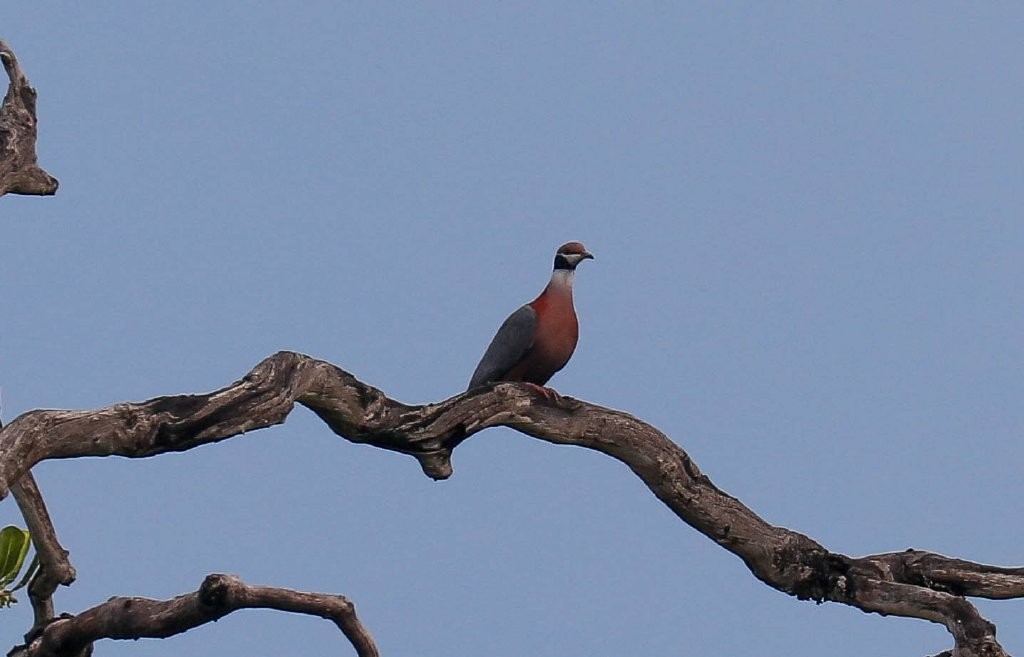 Collared Imperial-Pigeon - ML220964501