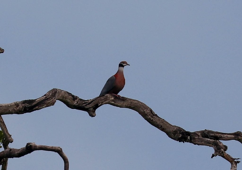 Collared Imperial-Pigeon - ML220964511
