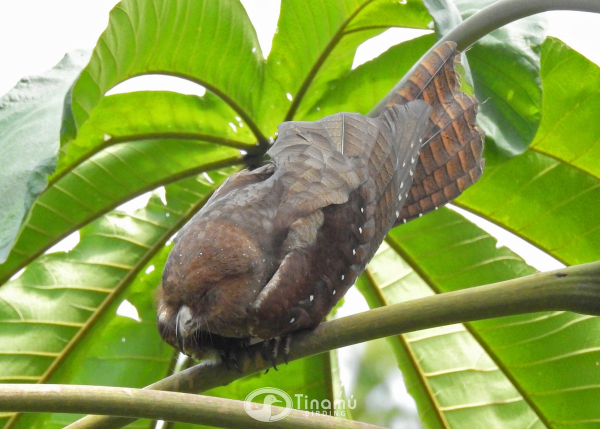 Oilbird - Tinamú Birding Nature Reserve