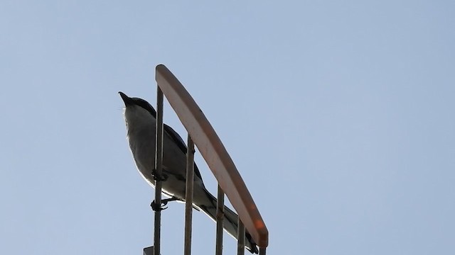 Iberian Gray Shrike - ML220970811