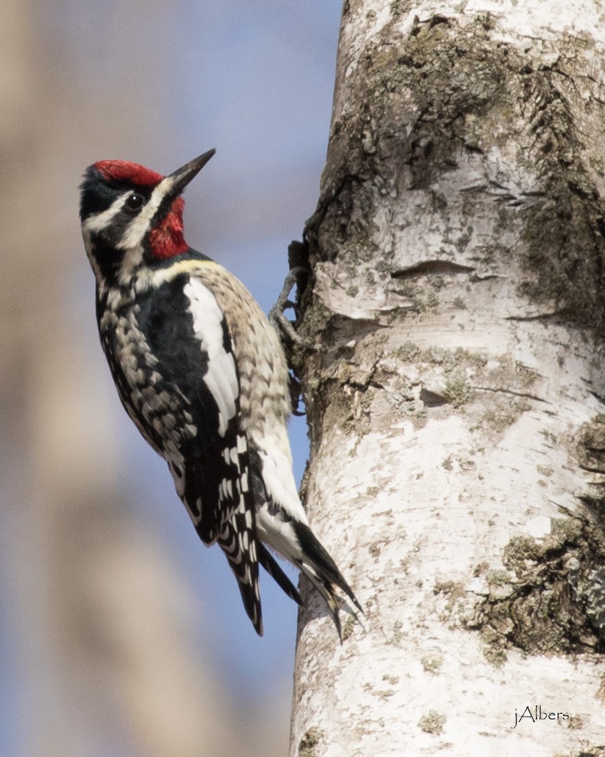 Wisconsin eBird Checklist - 5 Apr 2020 - Wolf River Bottoms Wildlife ...