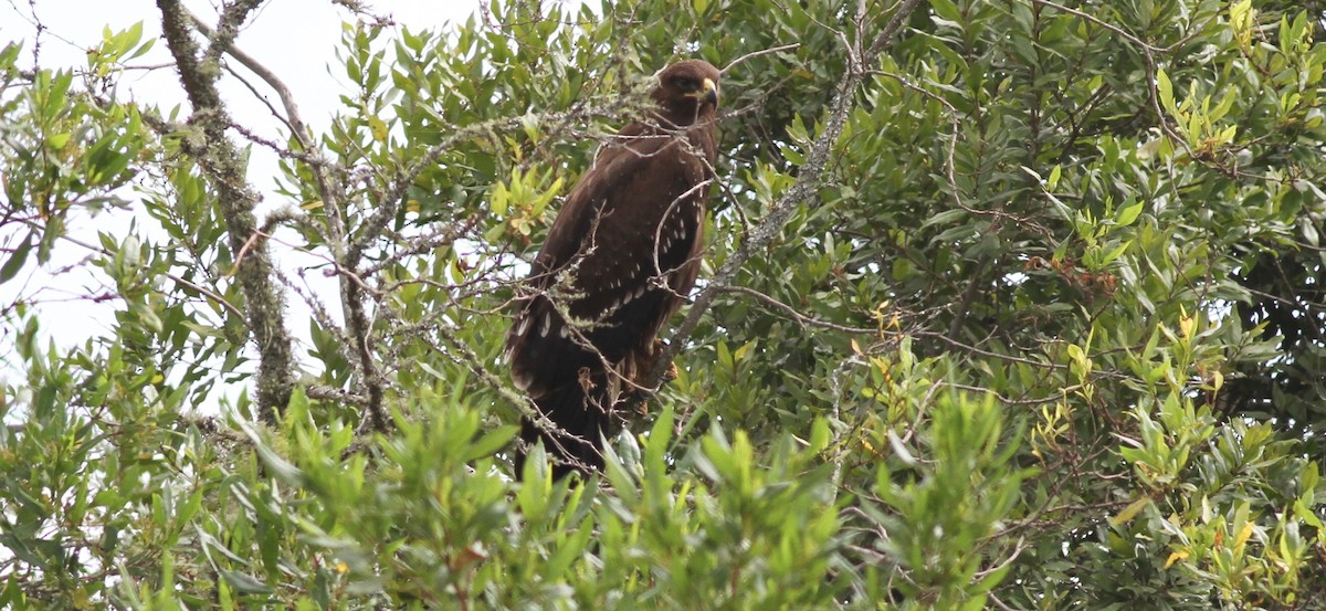 Lesser Spotted Eagle - Anabel&Geoff Harries