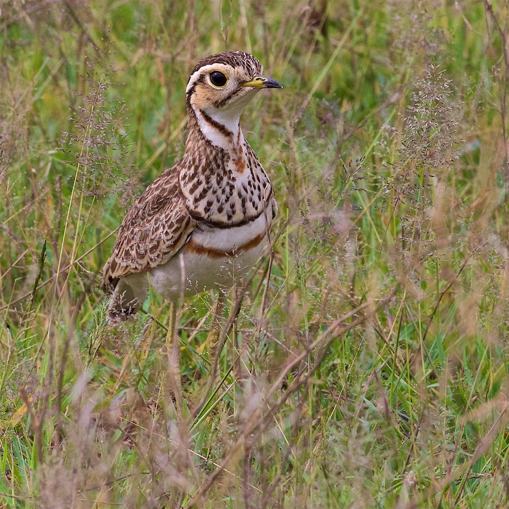 Three-banded Courser - Ed Harper
