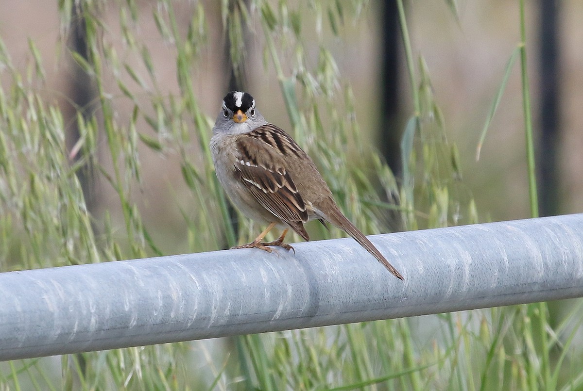 White-crowned Sparrow (pugetensis) - Steve Rottenborn