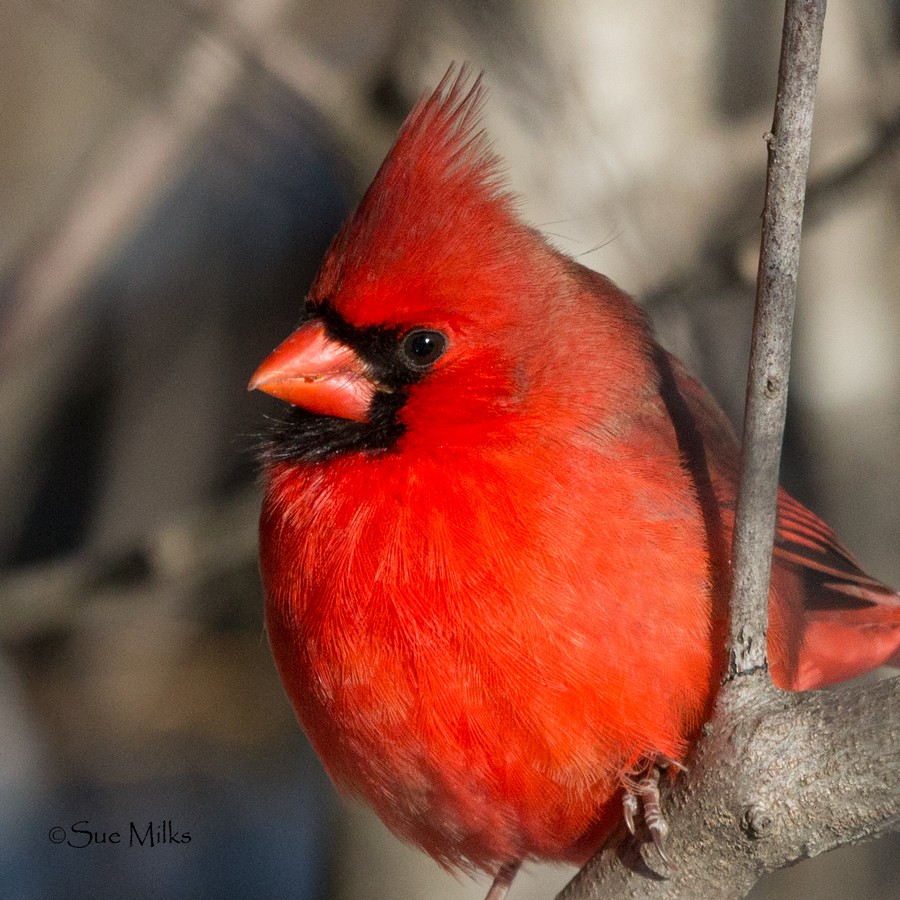 Northern Cardinal (Common) - Sue&Gary Milks