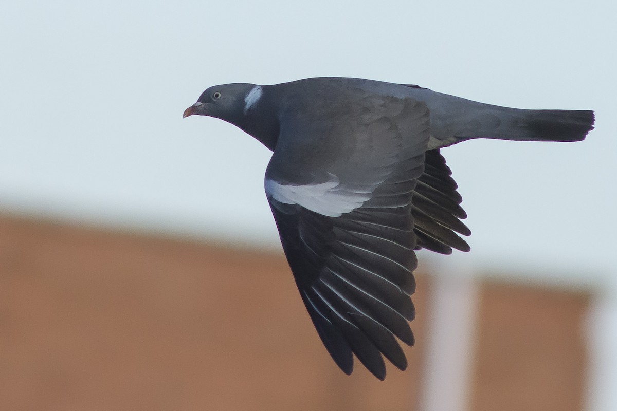 Common Wood-Pigeon - ML220977911