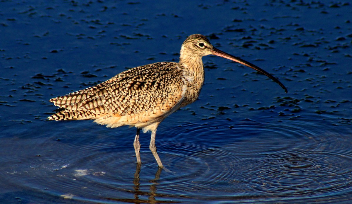 Long-billed Curlew - ML22098441