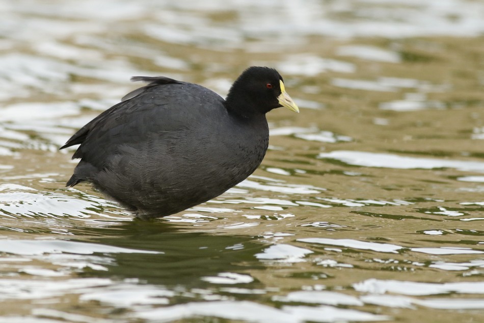 White-winged Coot - Jorge Claudio Schlemmer