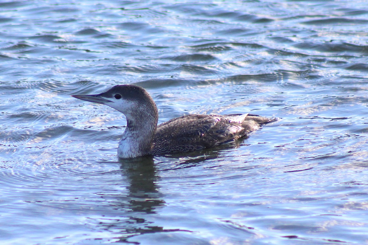 Red-throated Loon - ML22098551