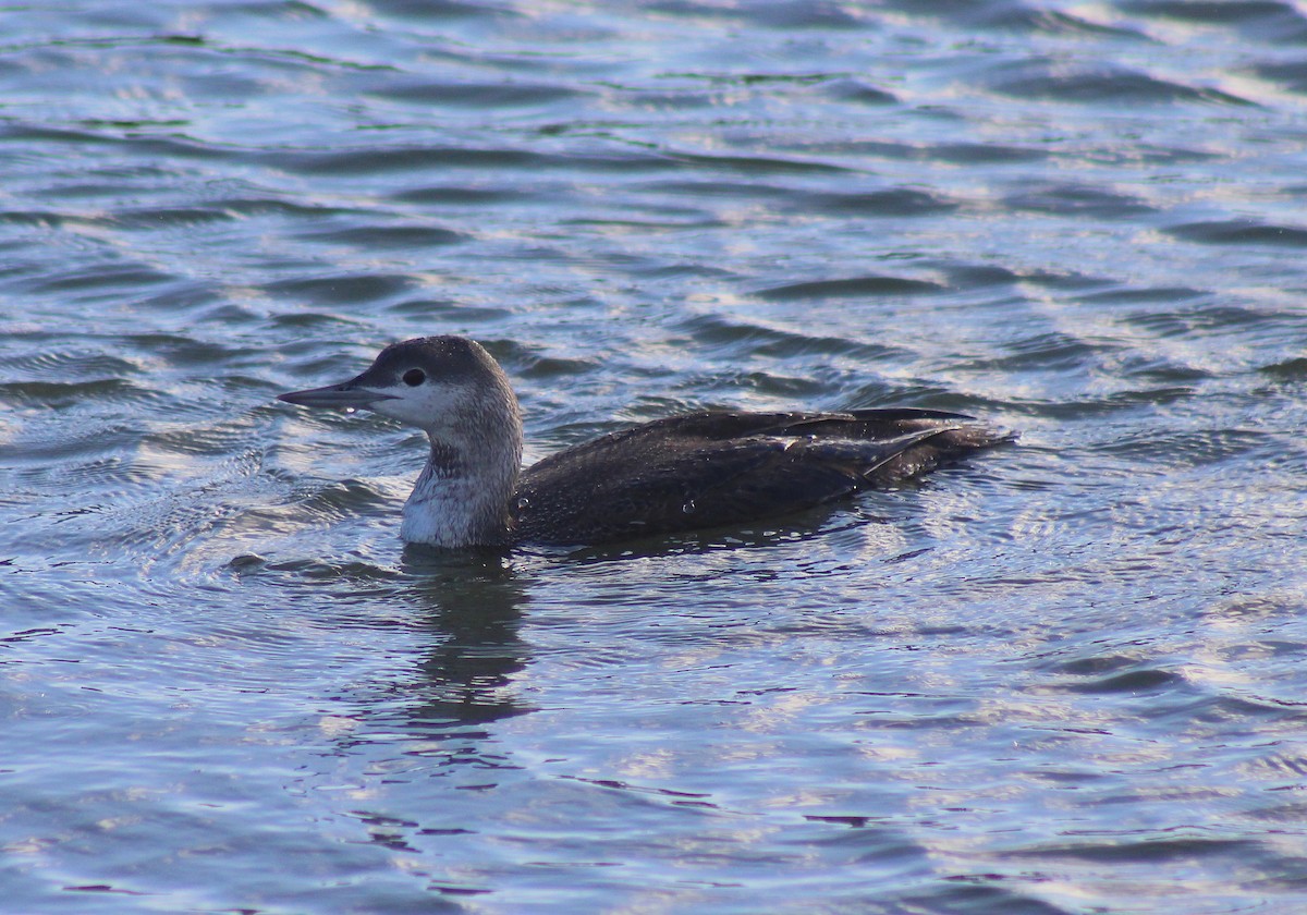 Red-throated Loon - ML22098581